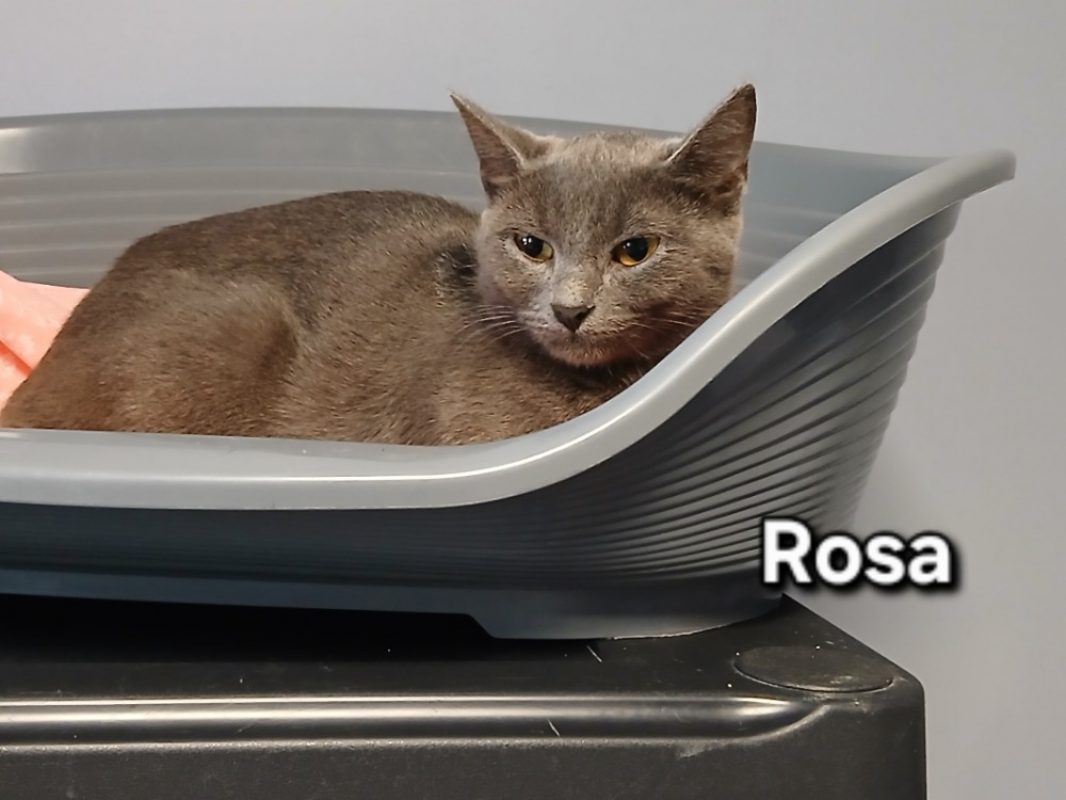 Rosa - Chat Européen à adopter