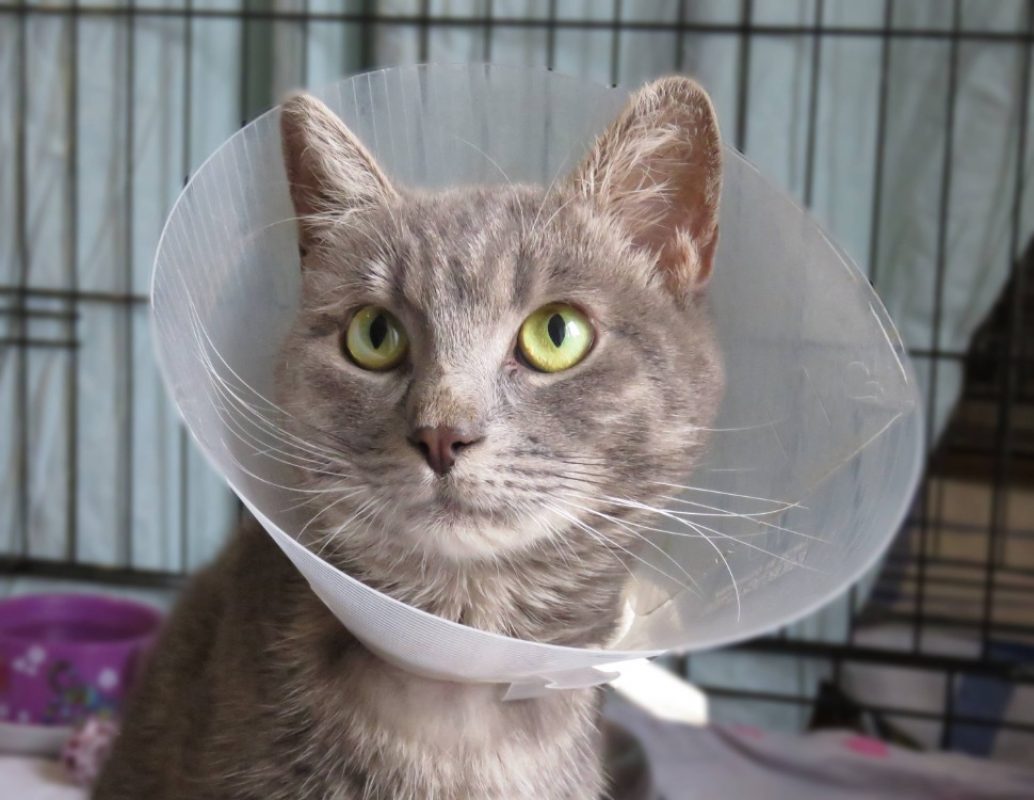 Dallas - Chat Européen à adopter