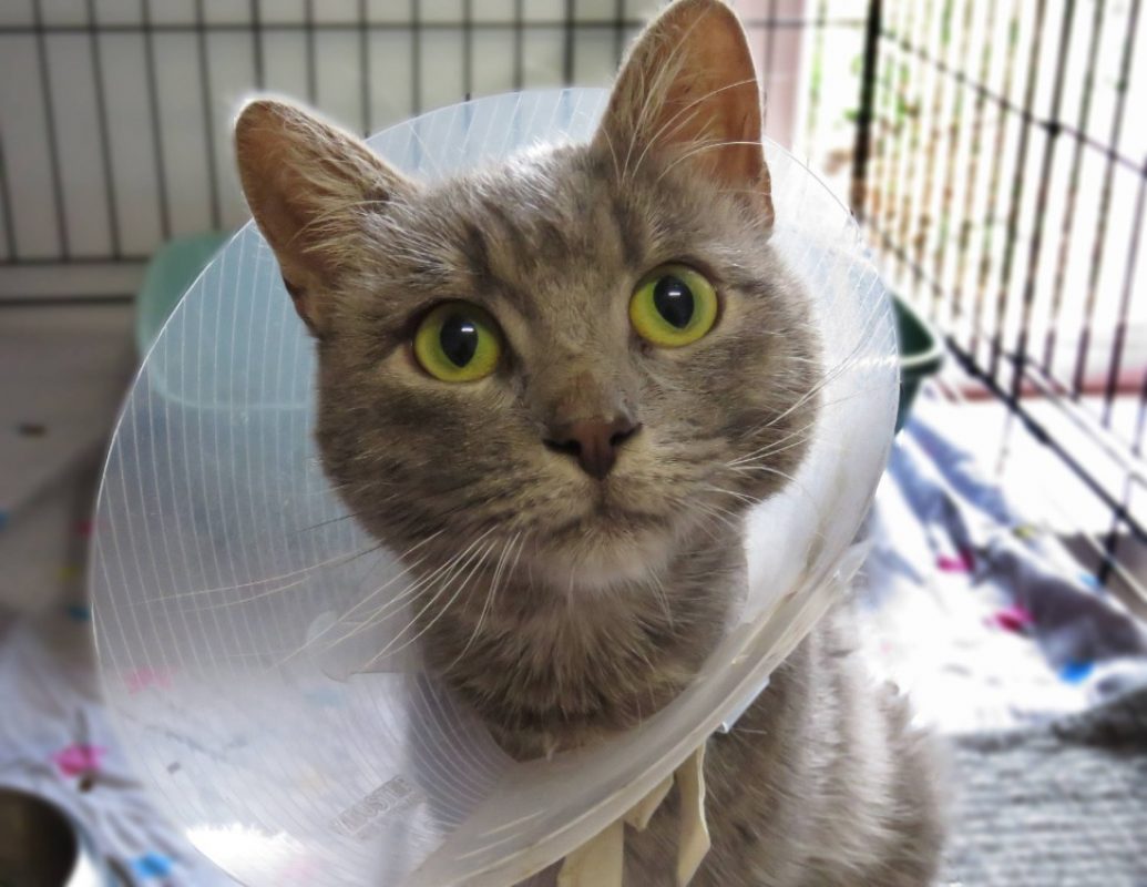 Dallas - Chat Européen à adopter - photo 2
