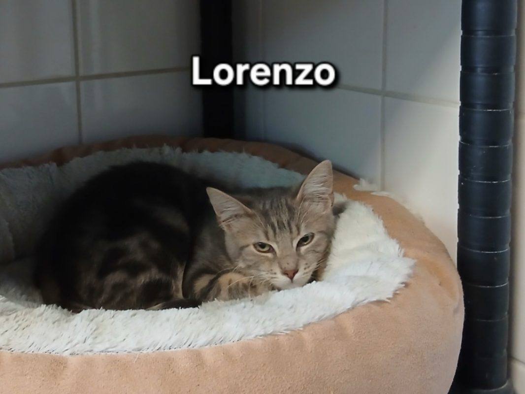 Lorenzo - Chat Européen à adopter