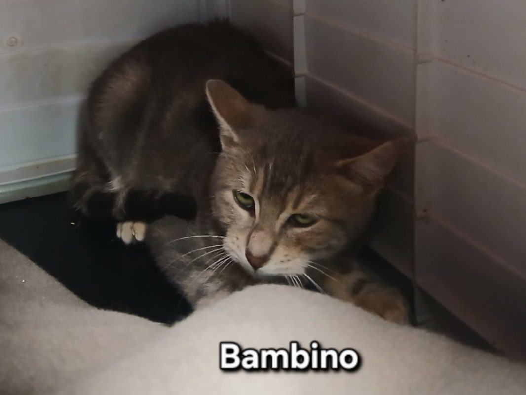 Bambino - Chat Européen à adopter