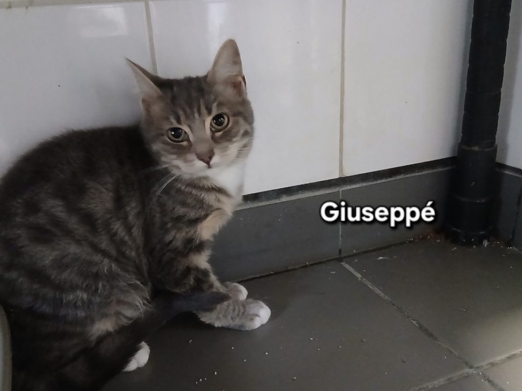 Giuseppe - Chat Européen à adopter