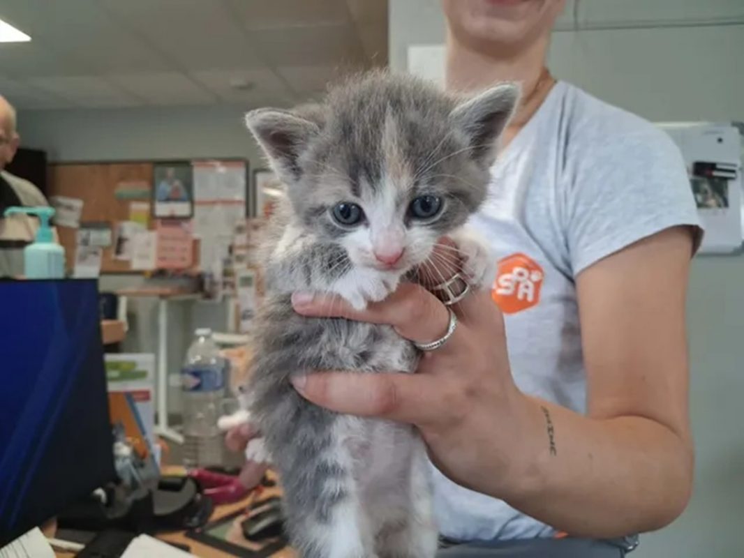 Chipie - Chat Européen à adopter