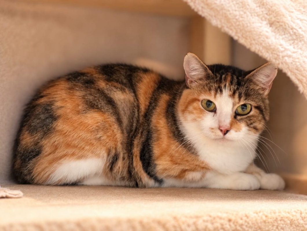 Jenga - Chat Européen à adopter