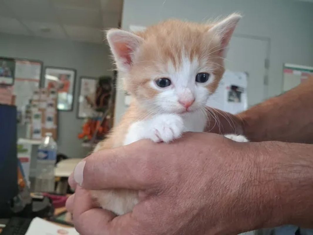 Risquetout - Chat Européen à adopter