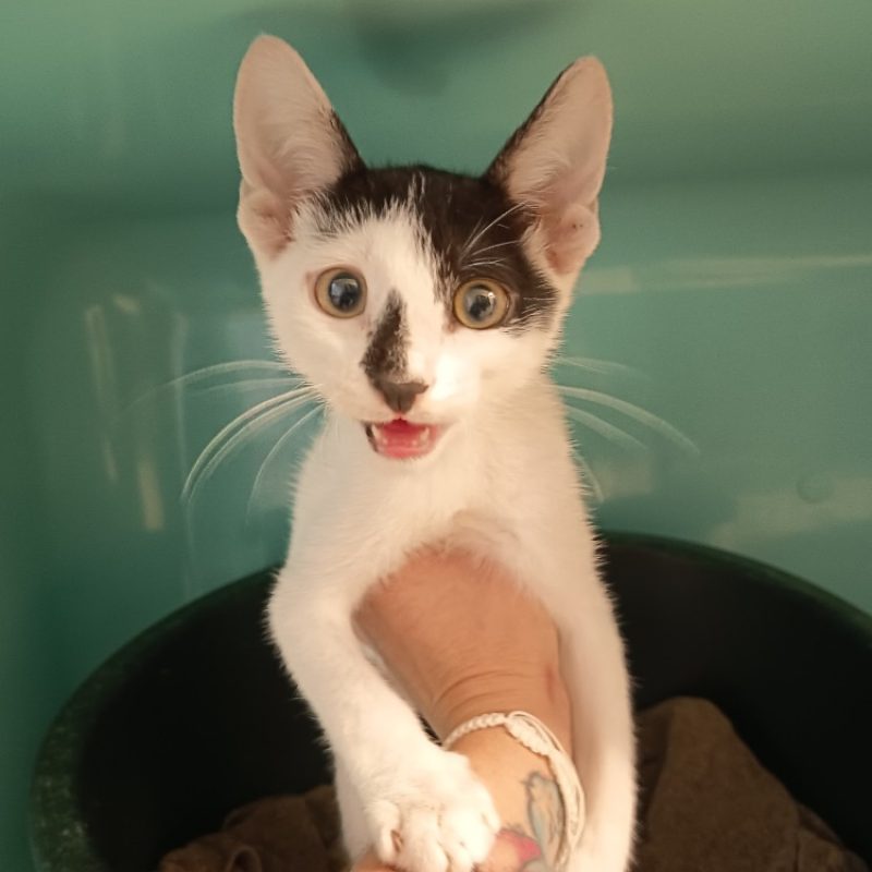Rio - Chat Européen à adopter