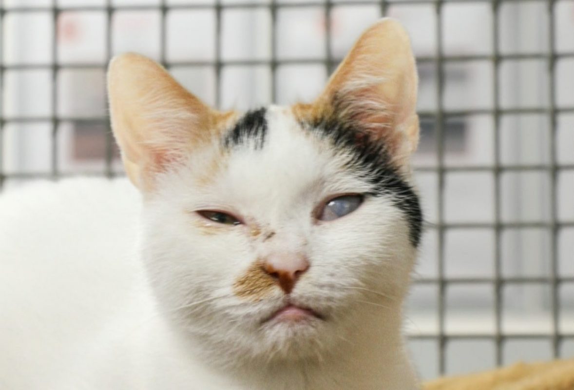 Hortensia - Chat Européen à adopter