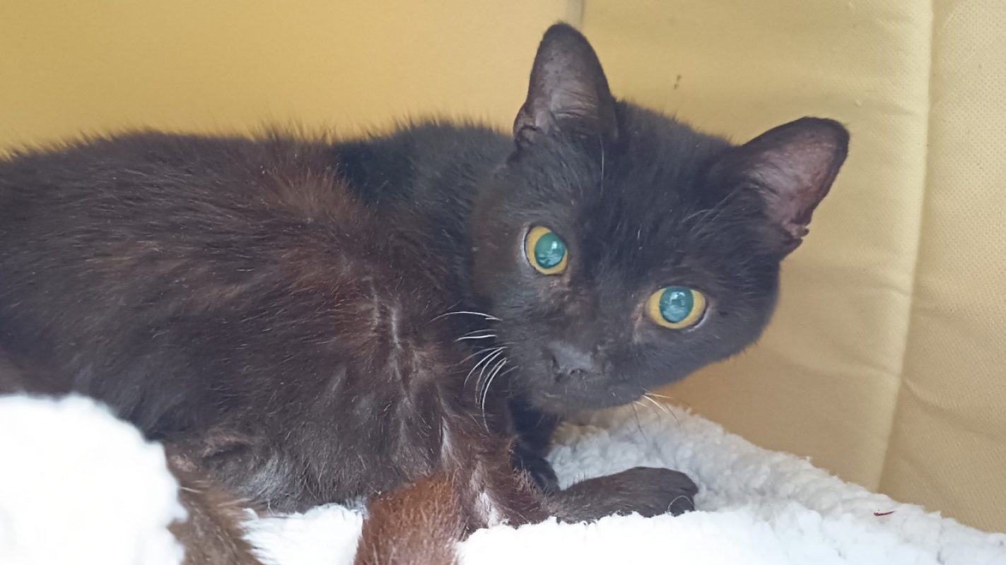 Nivora - Chat Européen à adopter