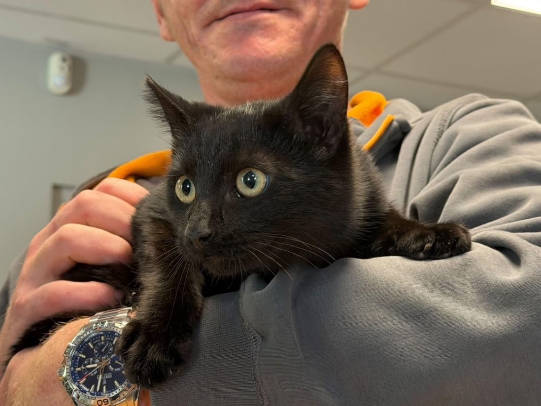 Miou - Chat Européen à adopter