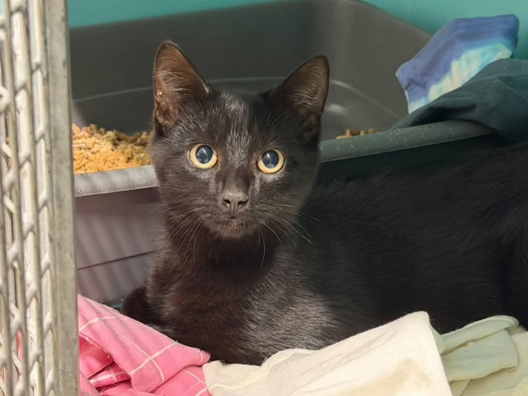 Miou - Chat Européen à adopter - photo 2