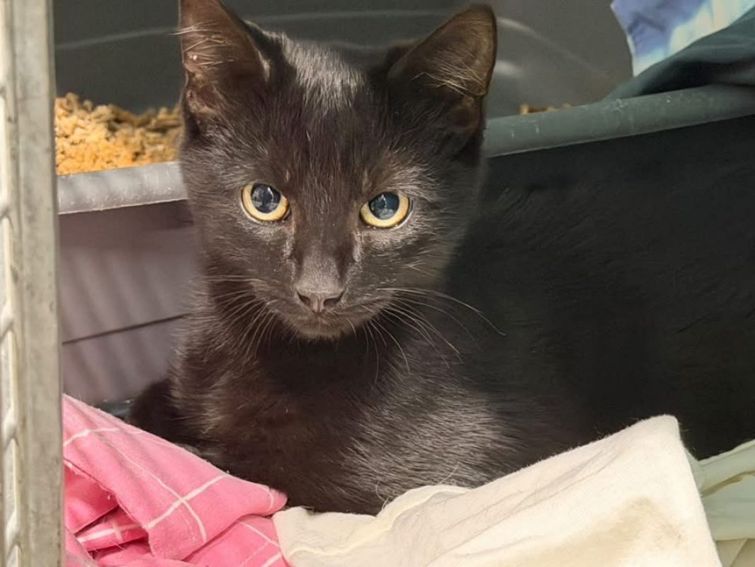 Miou - Chat Européen à adopter - photo 3