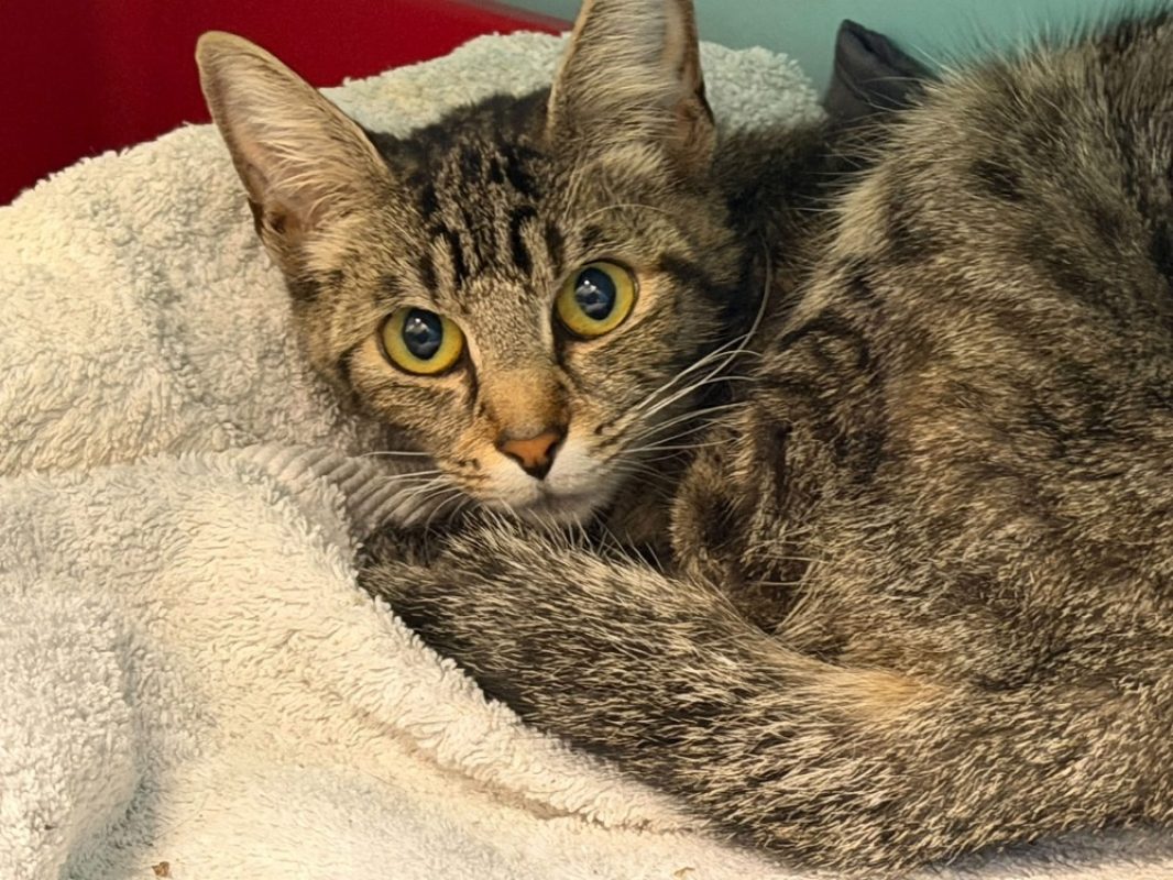 Melisse - Chat Européen à adopter