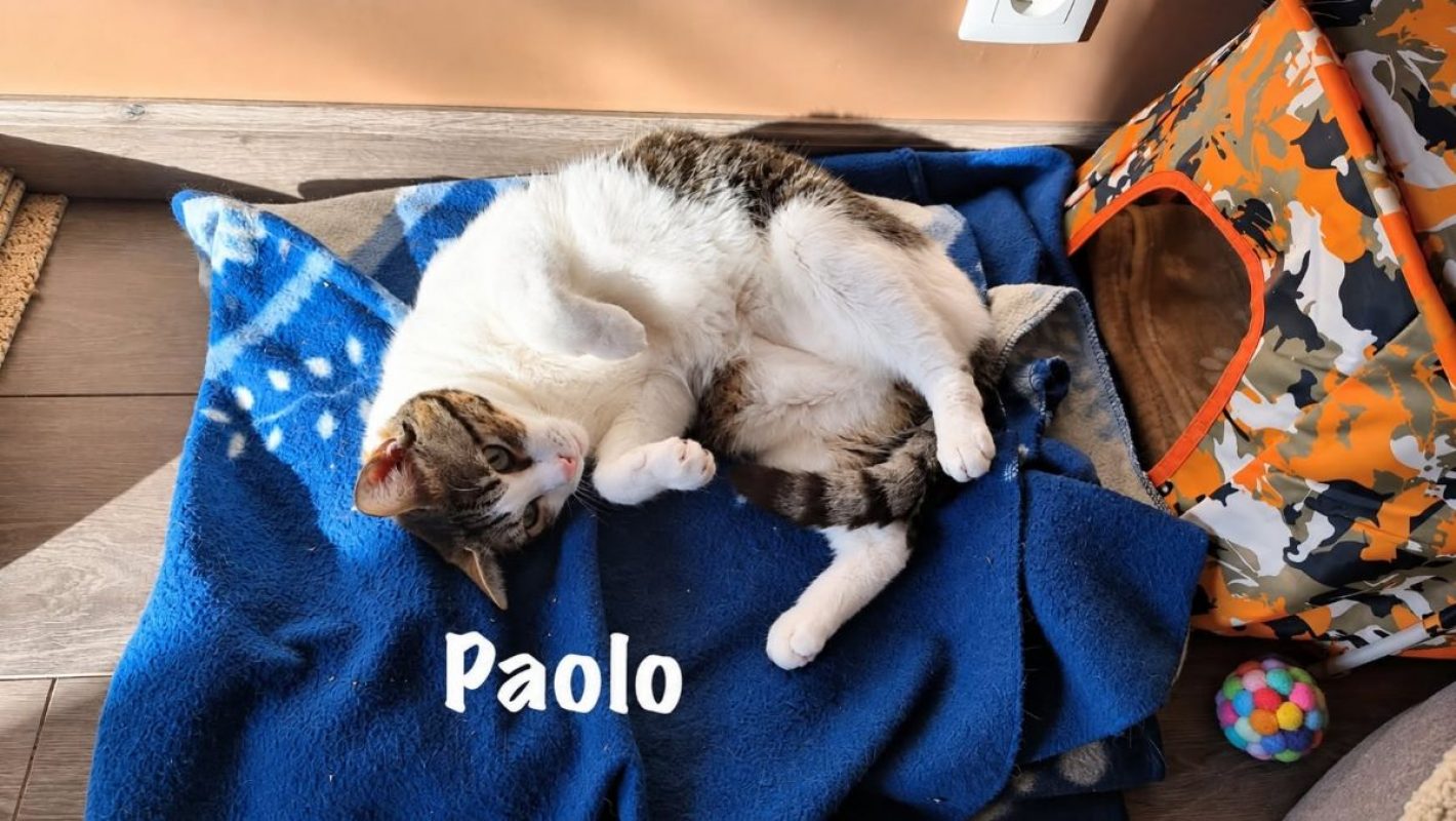 PAOLO - Chat Européen à adopter - photo 5