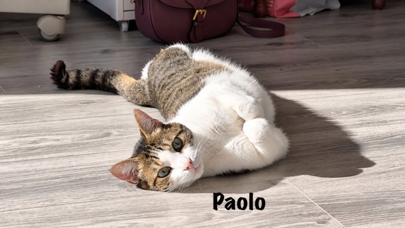 PAOLO - Chat Européen à adopter - photo 4