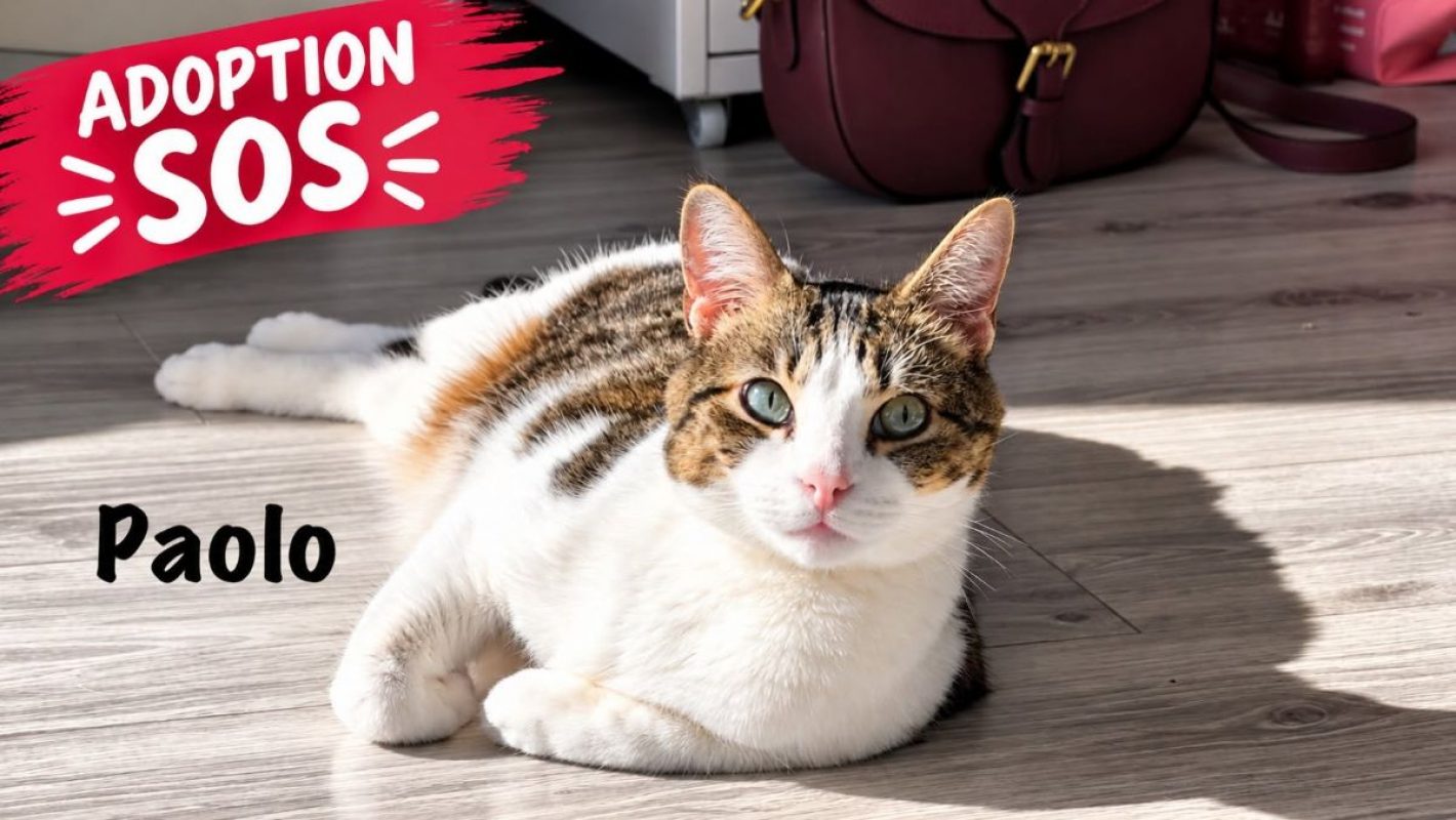 PAOLO - Chat Européen à adopter - photo 3