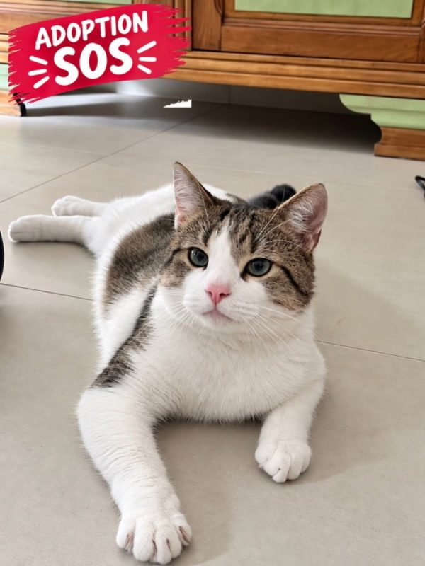 YUKI - Chat Européen à adopter - photo 3