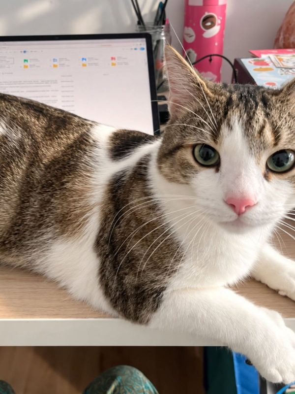YUKI - Chat Européen à adopter - photo 2