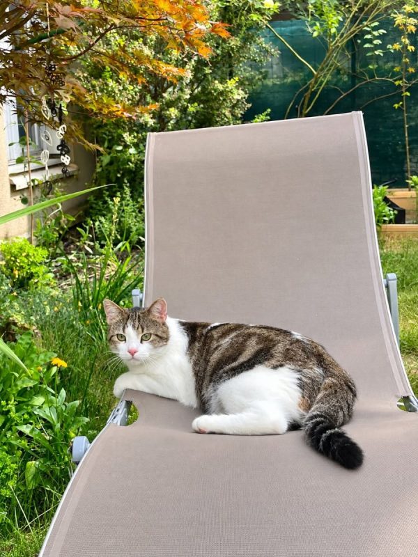 YUKI - Chat Européen à adopter