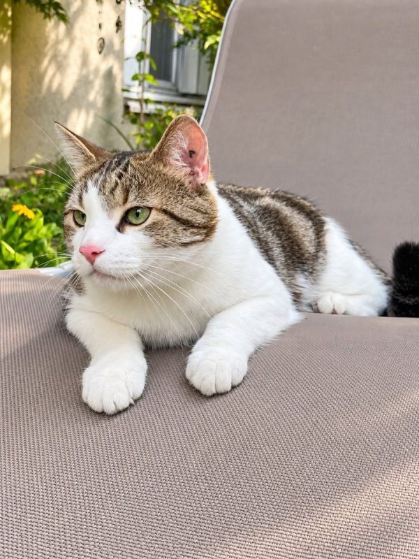 YUKI - Chat Européen à adopter - photo 6
