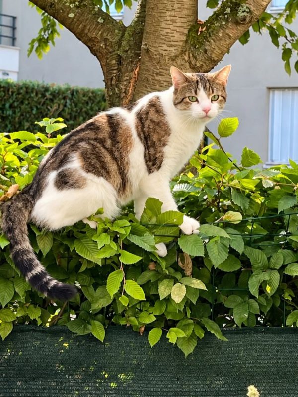 YUKI - Chat Européen à adopter - photo 4