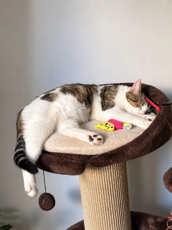 YUKI - Chat Européen à adopter - photo 5
