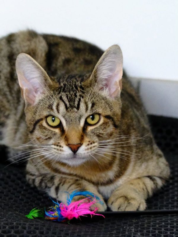 ARAMIS - Chat Européen à adopter - photo 2