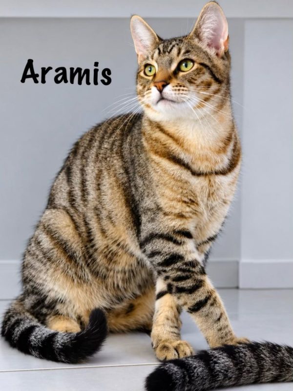 ARAMIS - Chat Européen à adopter - photo 7