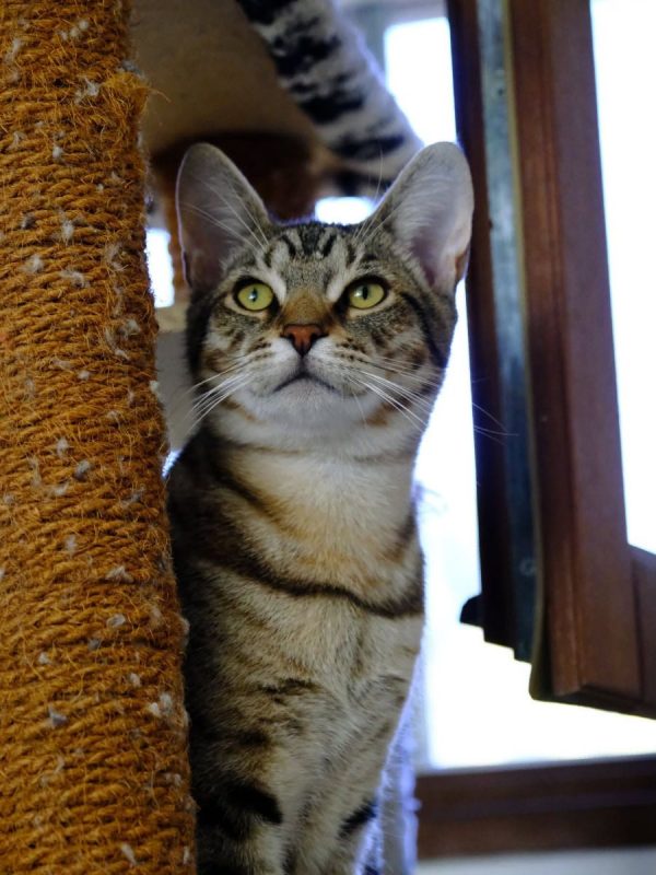 ARAMIS - Chat Européen à adopter - photo 5