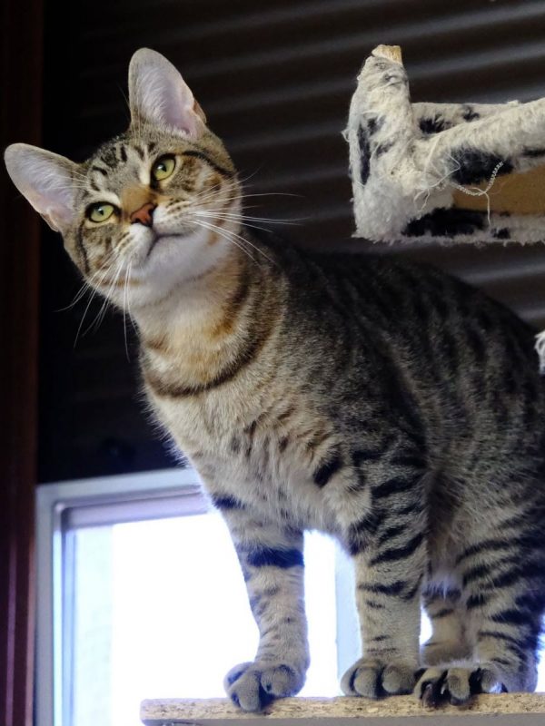 ARAMIS - Chat Européen à adopter - photo 3