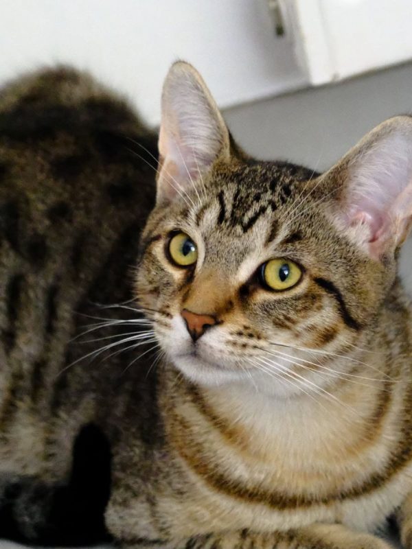 ARAMIS - Chat Européen à adopter - photo 4