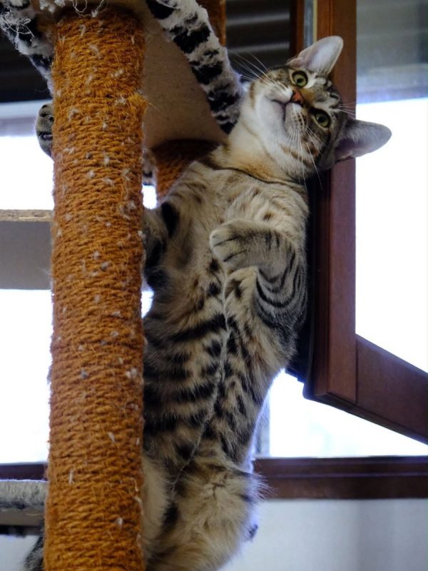 ARAMIS - Chat Européen à adopter - photo 6