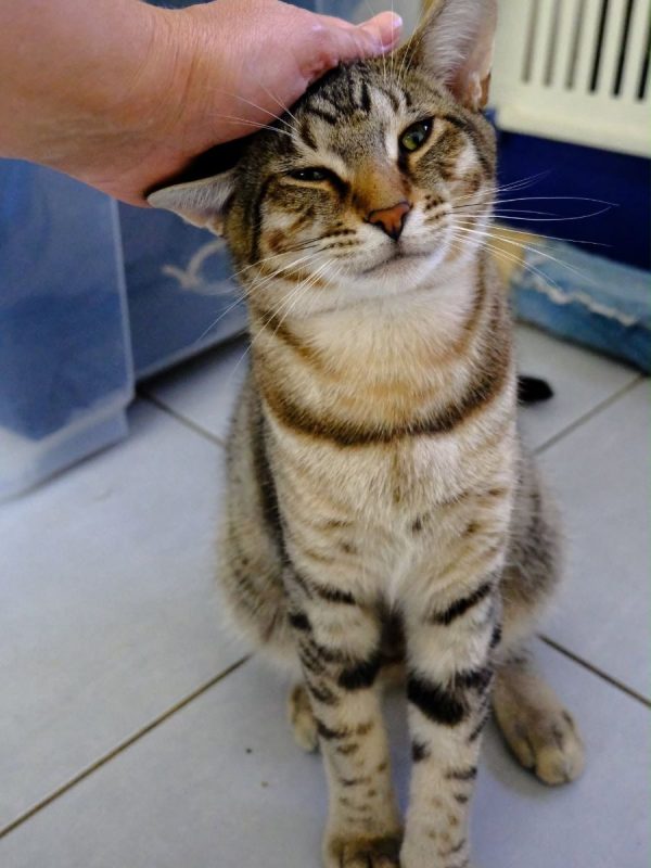ARAMIS - Chat Européen à adopter