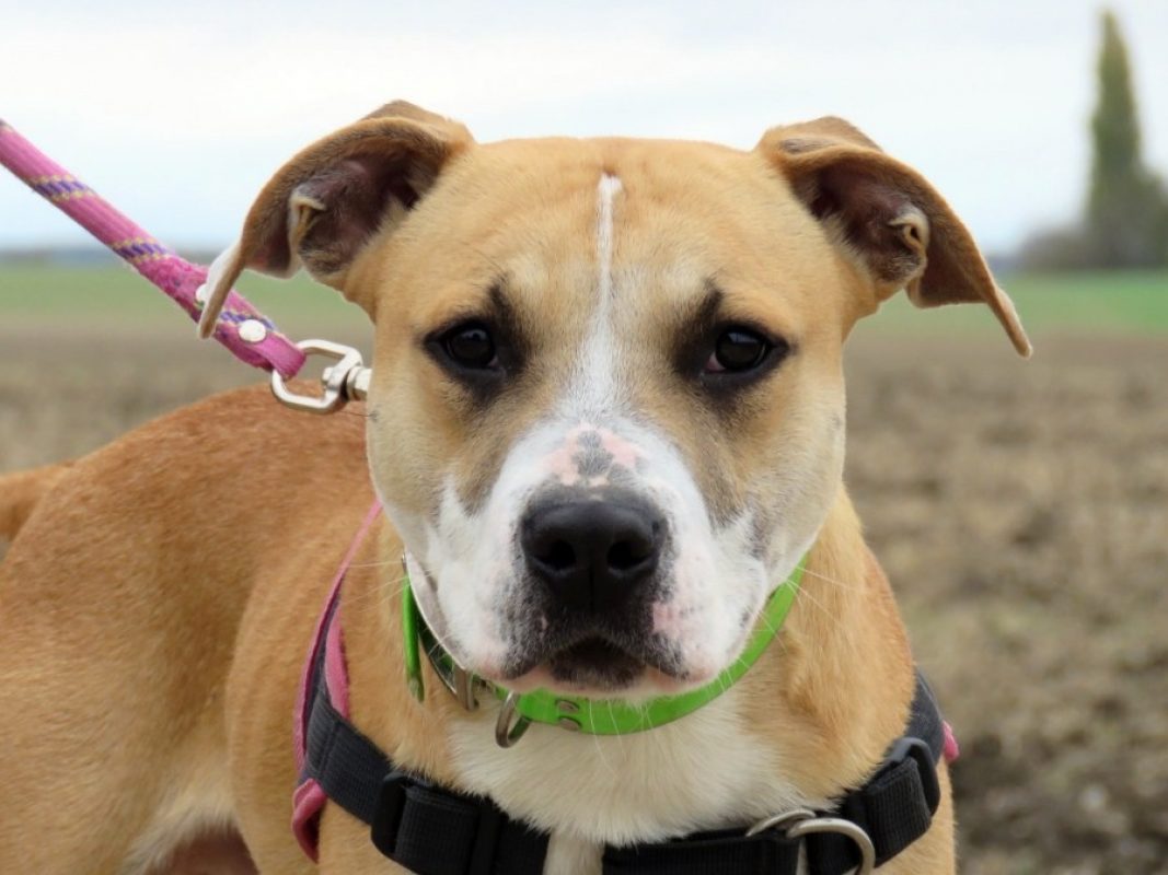 Hoshi - Chien à adopter