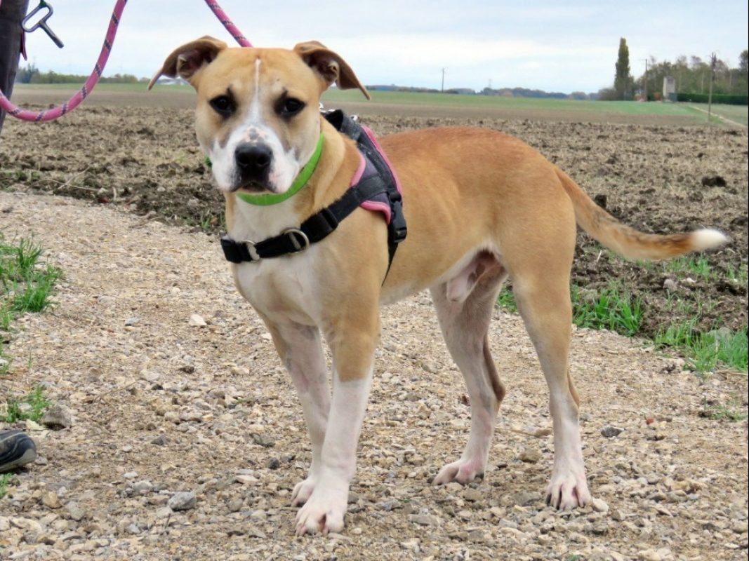 Hoshi - Chien à adopter - photo 2