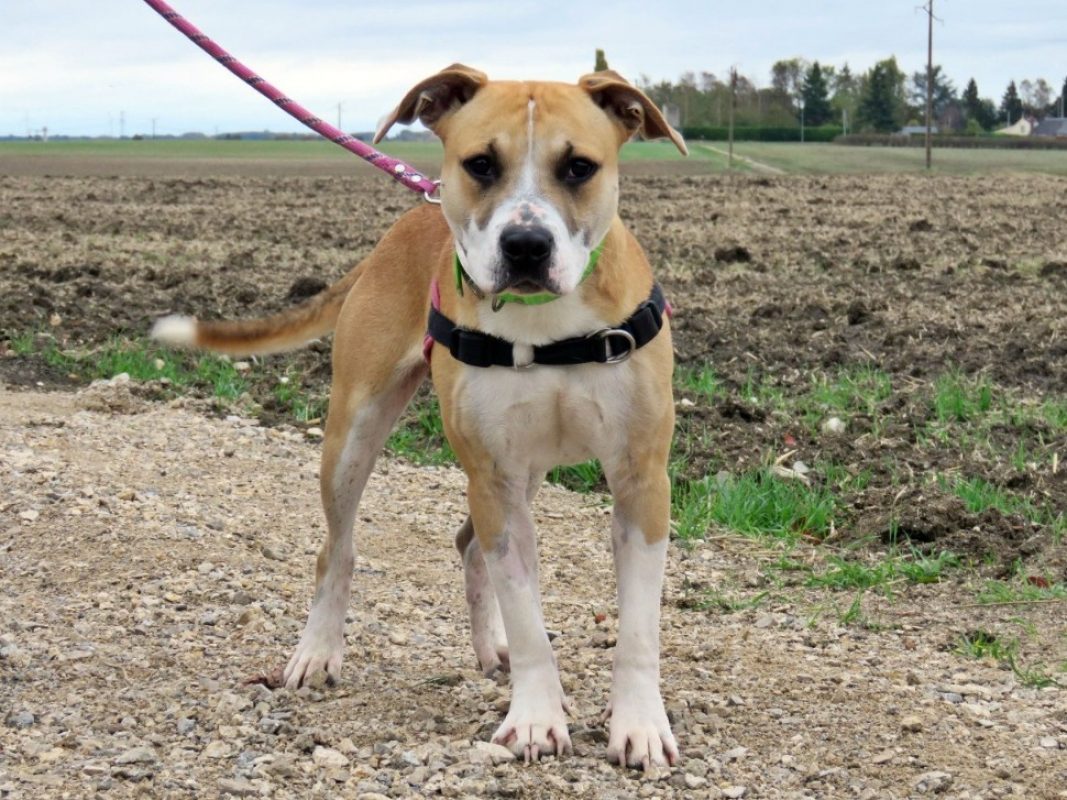Hoshi - Chien à adopter - photo 3