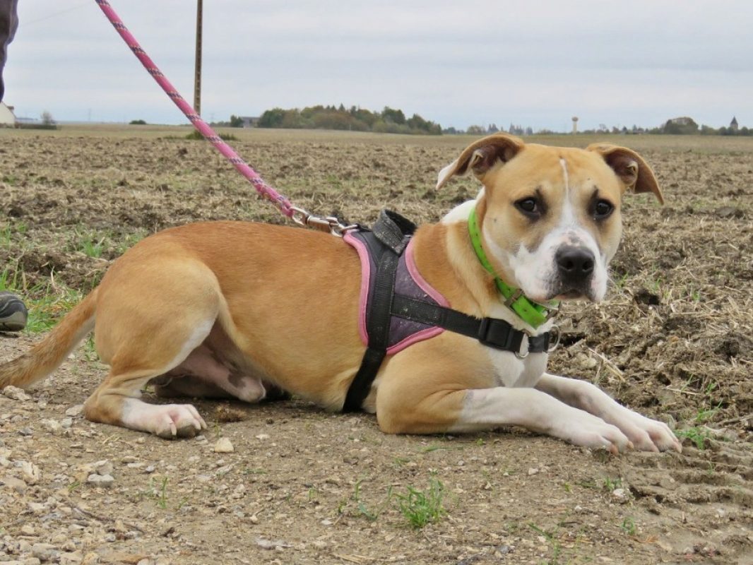 Hoshi - Chien à adopter - photo 4