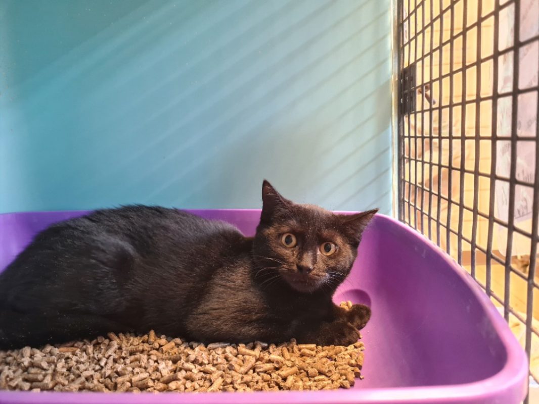 Edwina - Chat Européen à adopter
