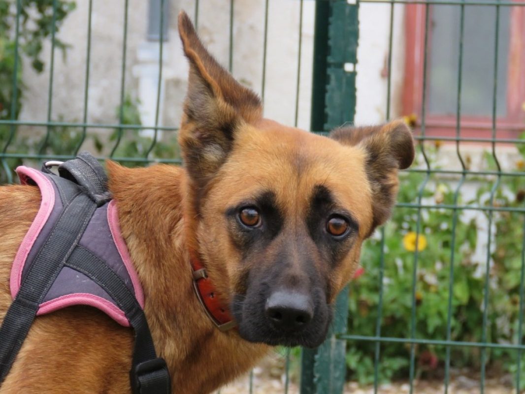 Iris - Chien Berger à adopter