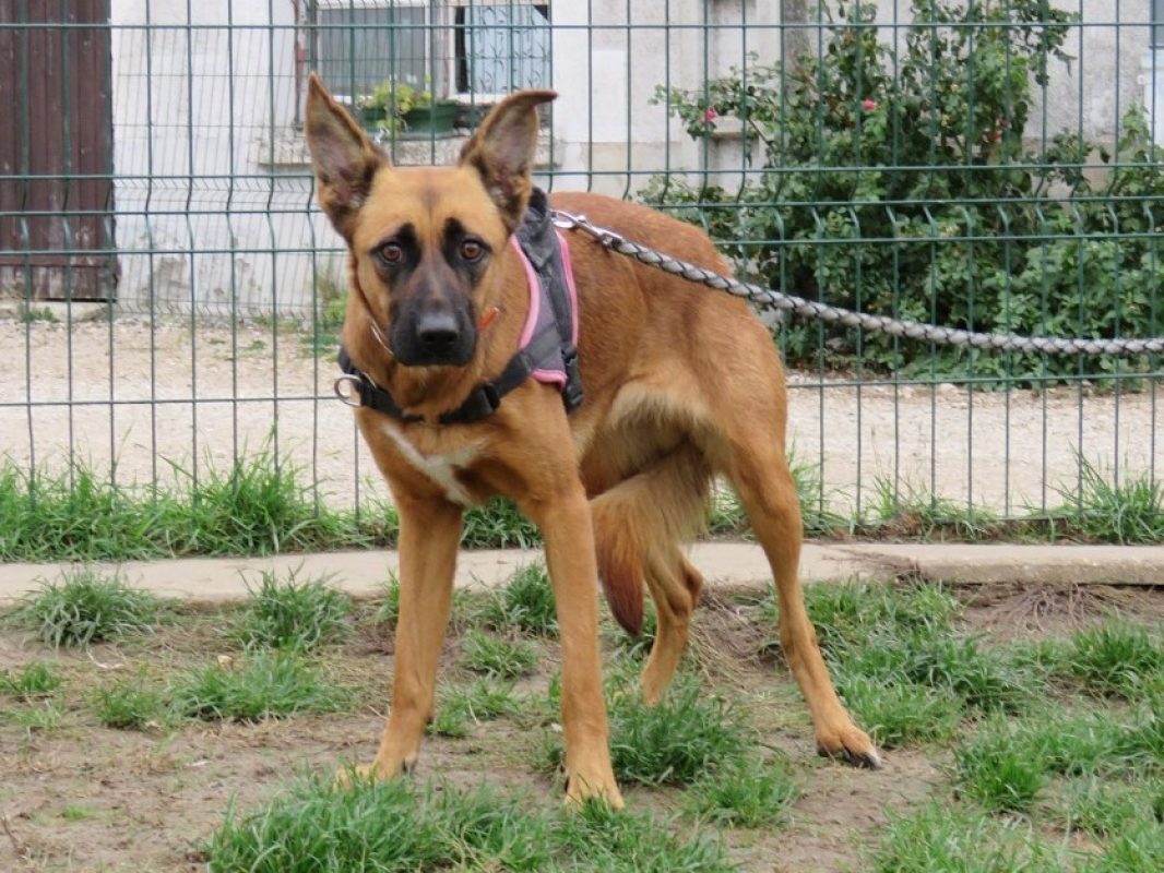 Iris - Chien Berger à adopter - photo 2
