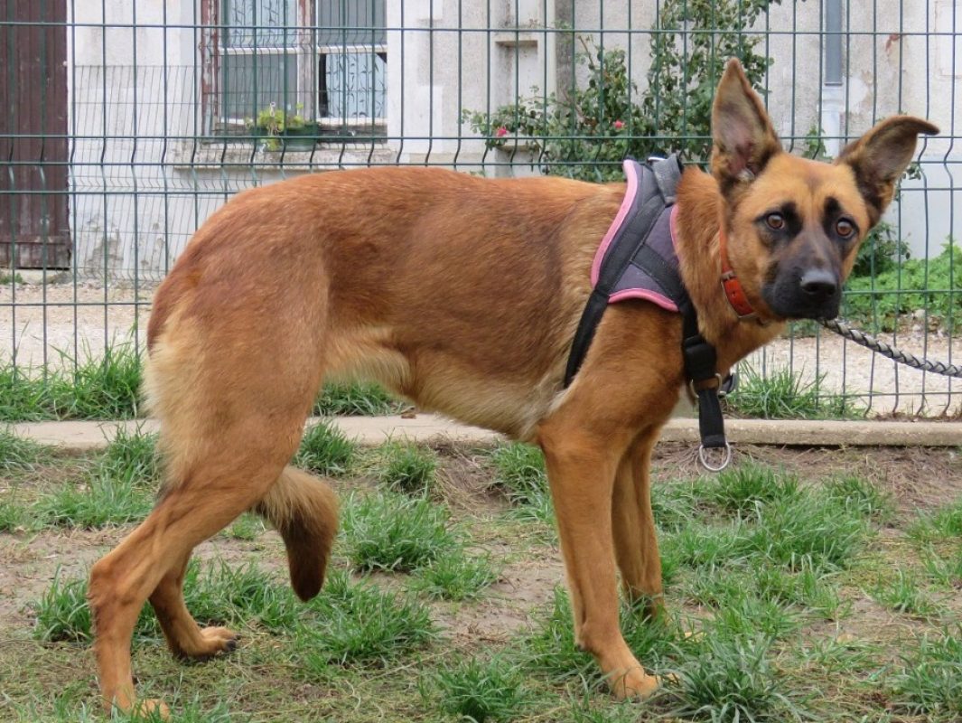 Iris - Chien Berger à adopter - photo 3