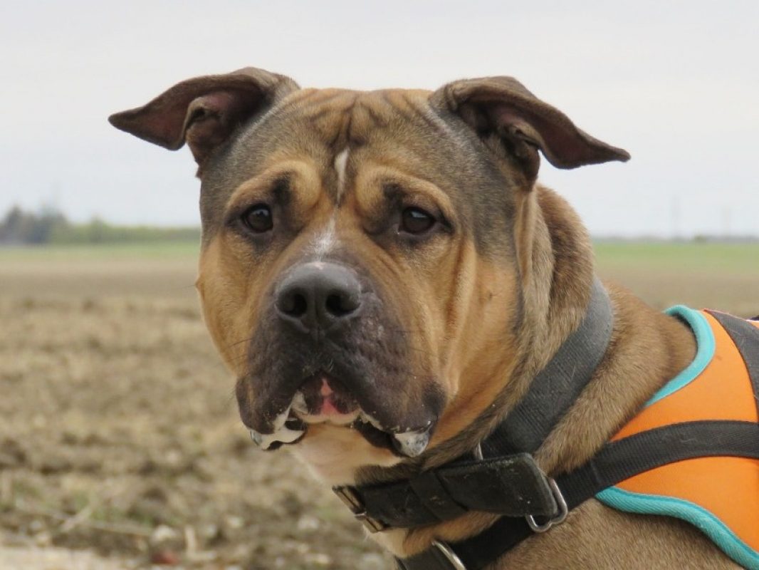 Bazooka - Chien Bouledogue Américain à adopter