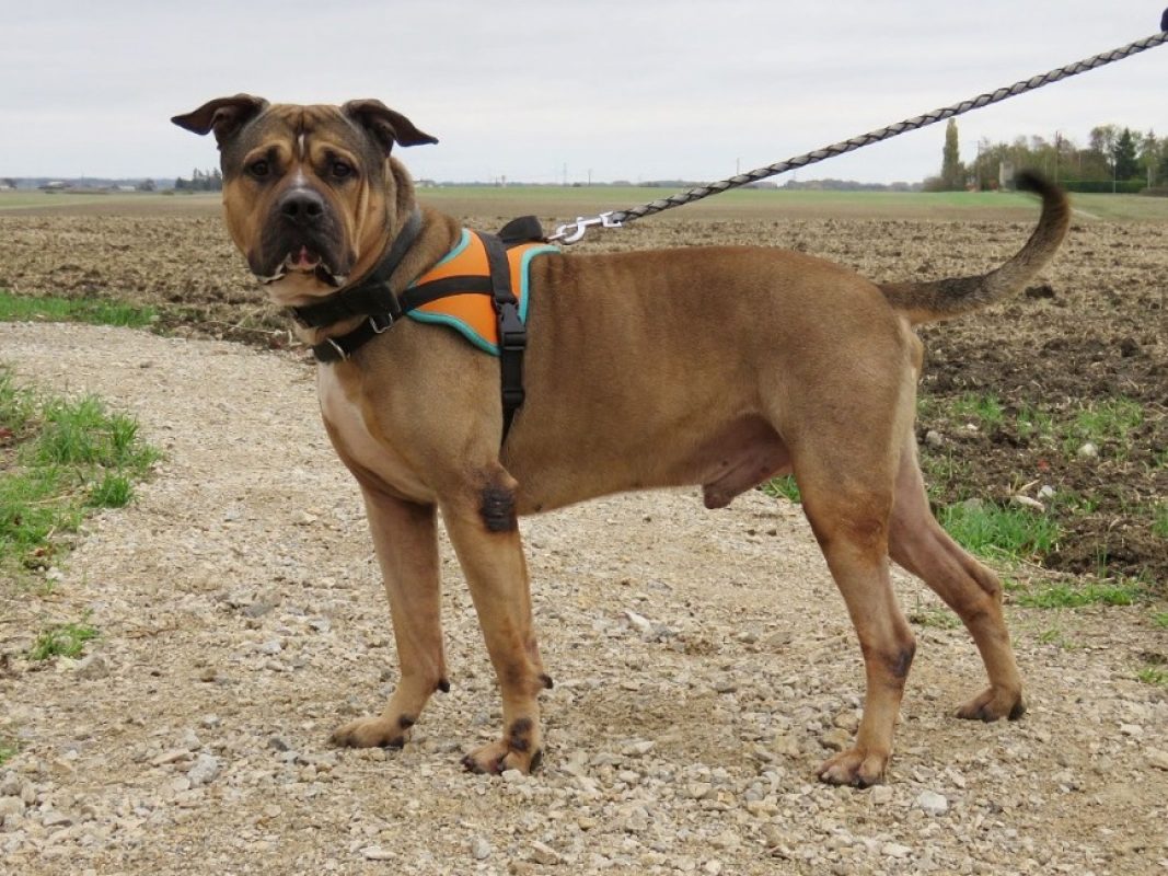 Bazooka - Chien Bouledogue Américain à adopter - photo 2