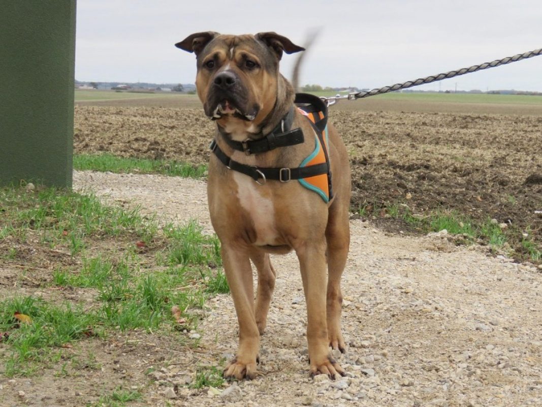 Bazooka - Chien Bouledogue Américain à adopter - photo 3