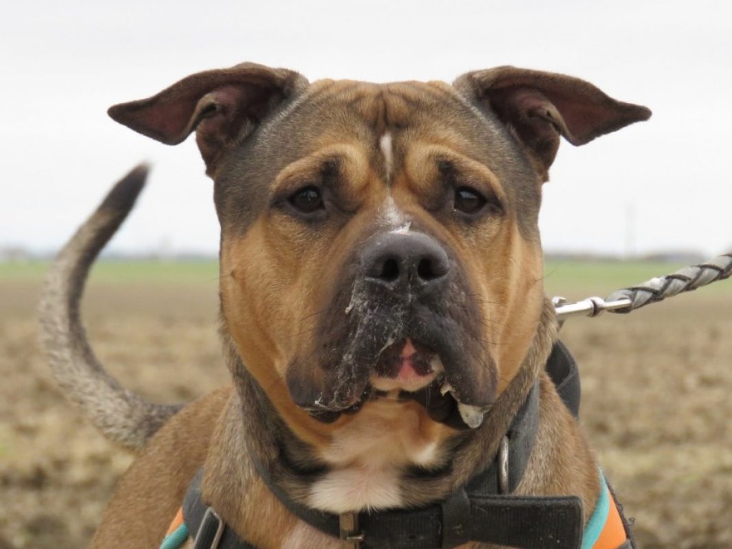 Bazooka - Chien Bouledogue Américain à adopter - photo 4