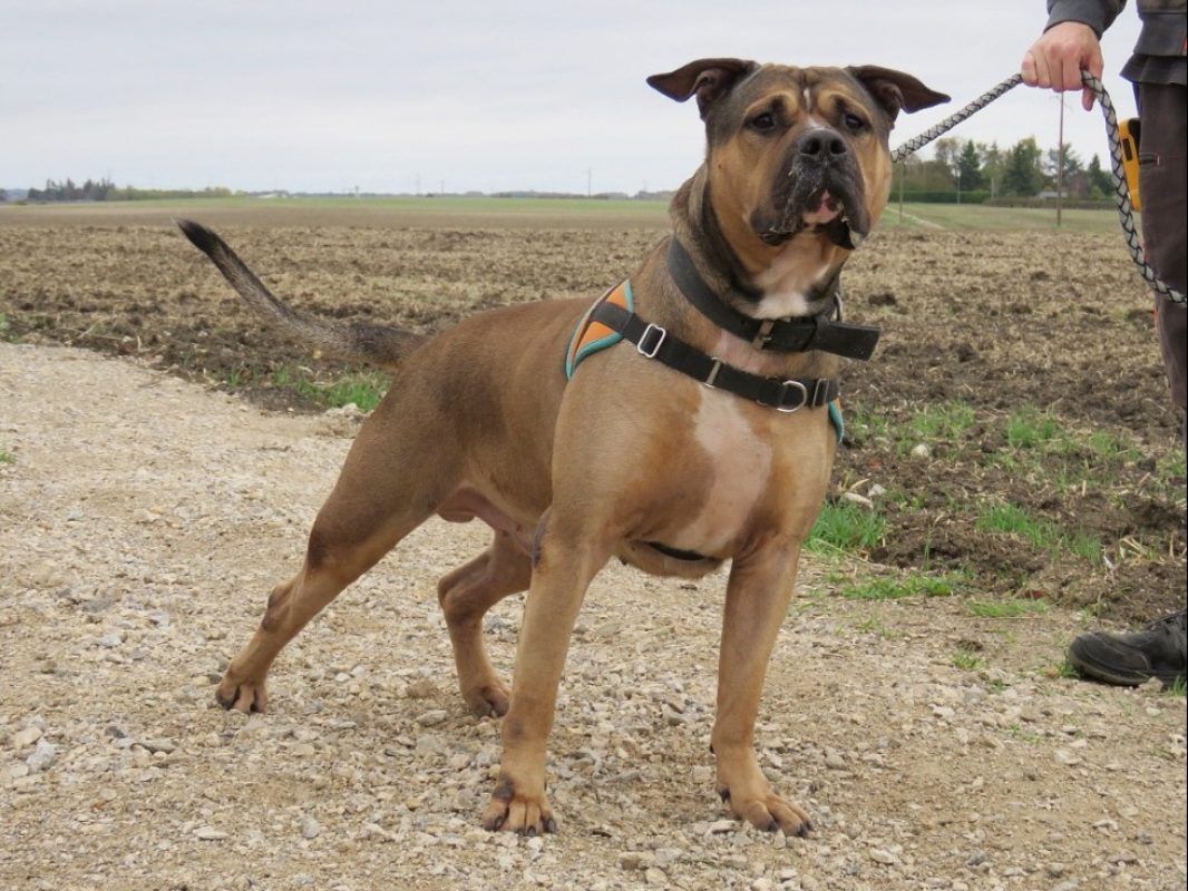 Bazooka - Chien Bouledogue Américain à adopter - photo 5