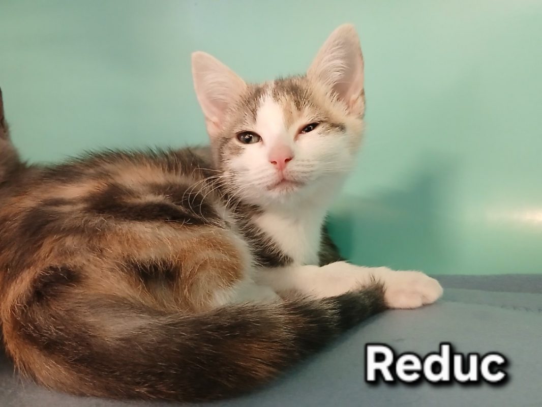 Reduc - Chat Européen à adopter