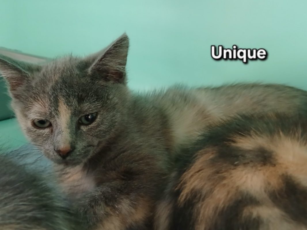 Unique - Chat Européen à adopter