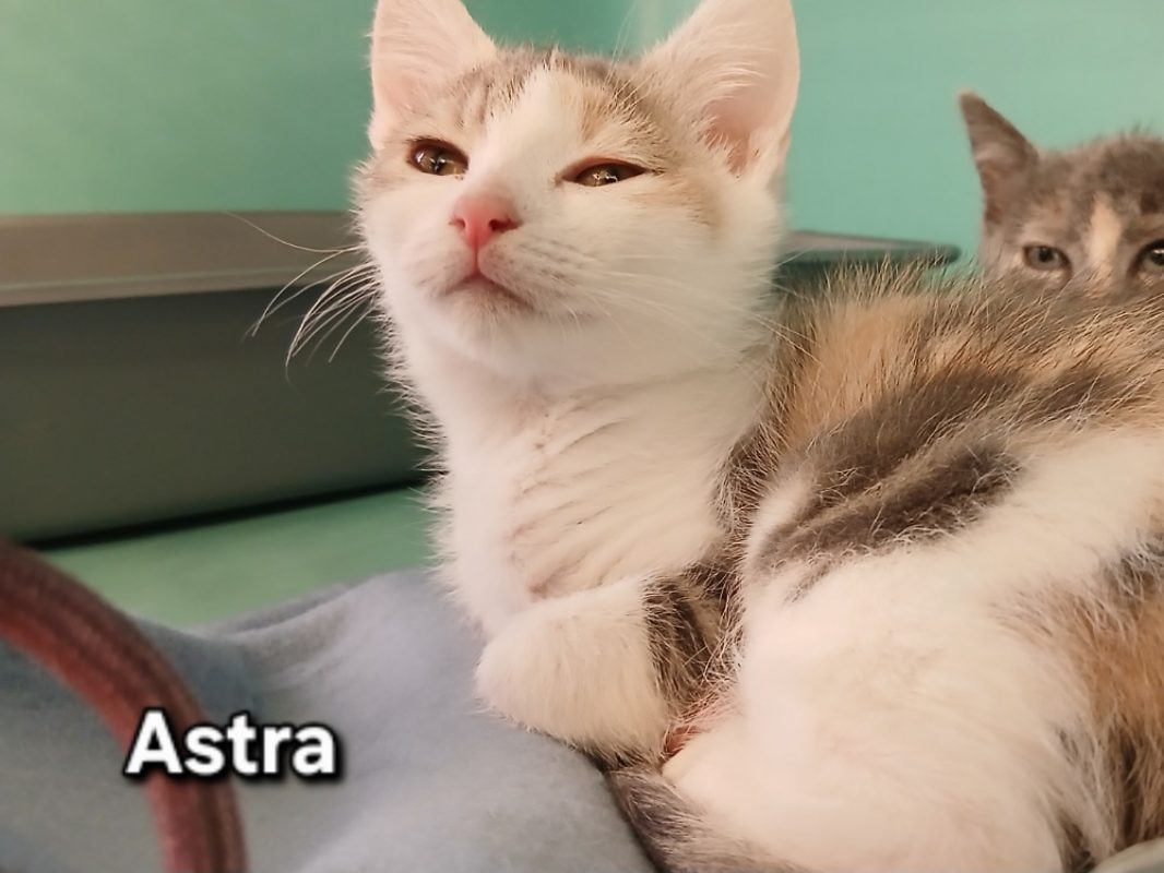 Astra - Chat Européen à adopter