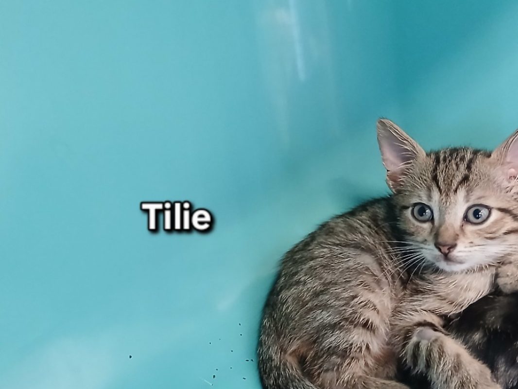 Tilie - Chat Européen à adopter