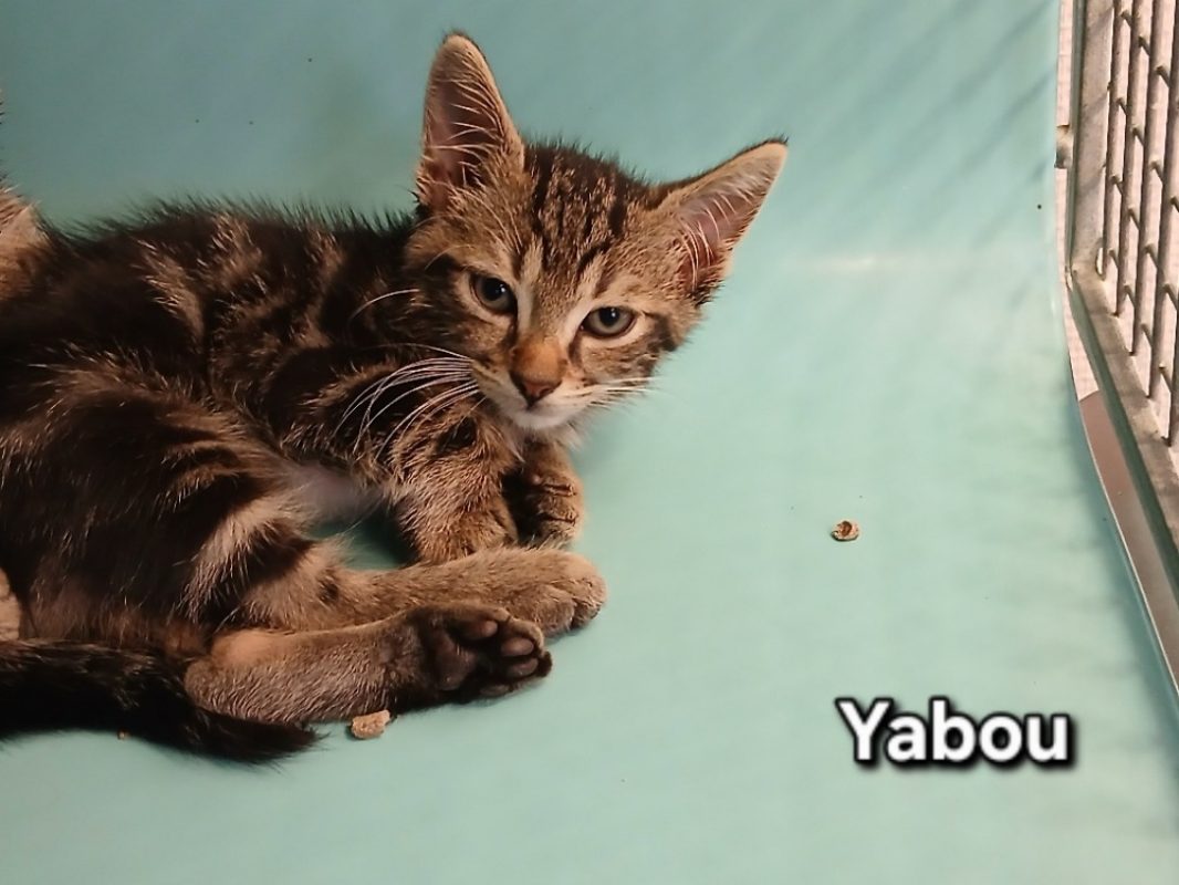 Yabou - Chat Européen à adopter